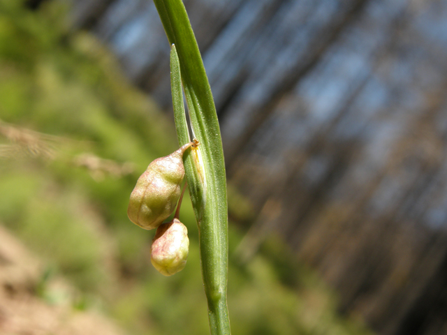 Sisyrinchium longipes (Timberland blue-eyed grass) #79110