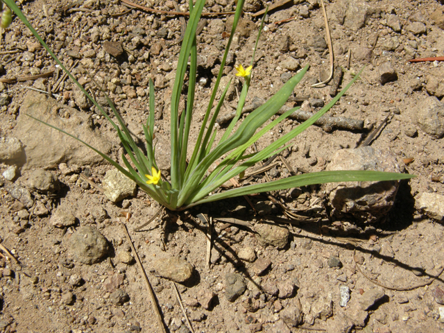 Sisyrinchium longipes (Timberland blue-eyed grass) #79113