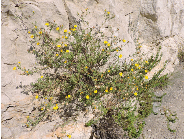 Heterotheca viscida (Cliff false goldenaster) #80357