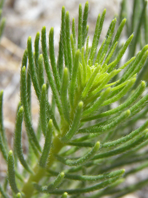 Navarretia cotulifolia (Cotulaleaf pincushionplant) #85287