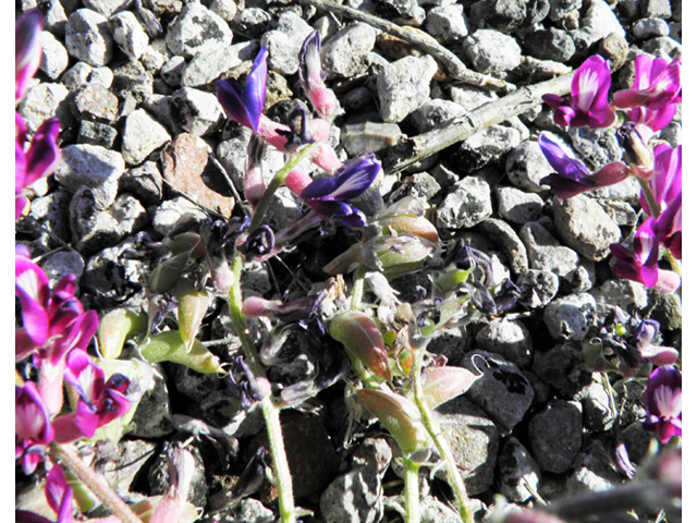 Astragalus tephrodes var. tephrodes (Ashen milkvetch) #86608