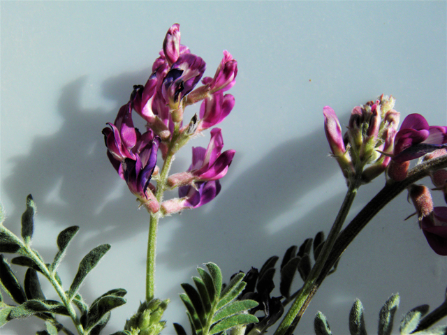 Astragalus tephrodes var. tephrodes (Ashen milkvetch) #86619