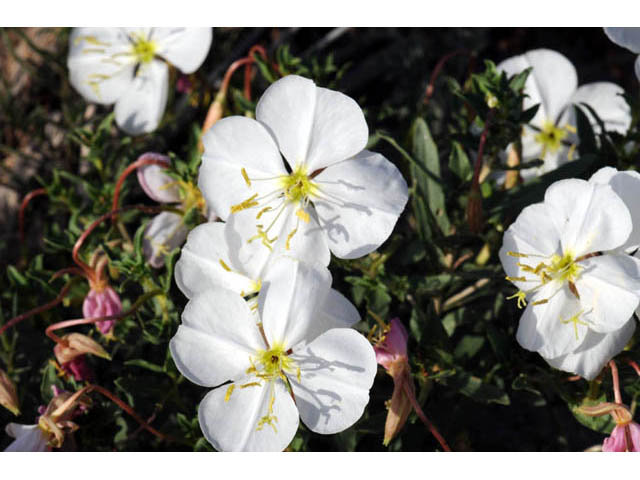 Oenothera pallida ssp. runcinata (White sands evening primrose) #69852