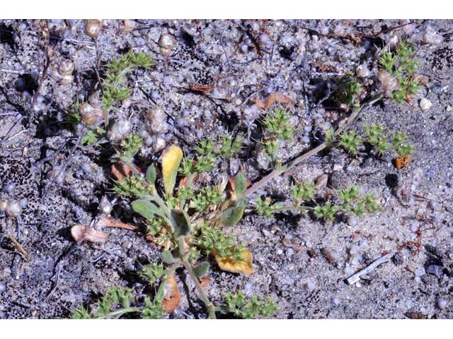 Chorizanthe uniaristata (Oneawn spineflower) #71253