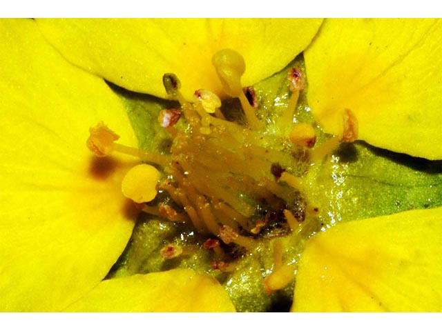 Potentilla gracilis var. owyheensis (Owyhee cinquefoil) #72617