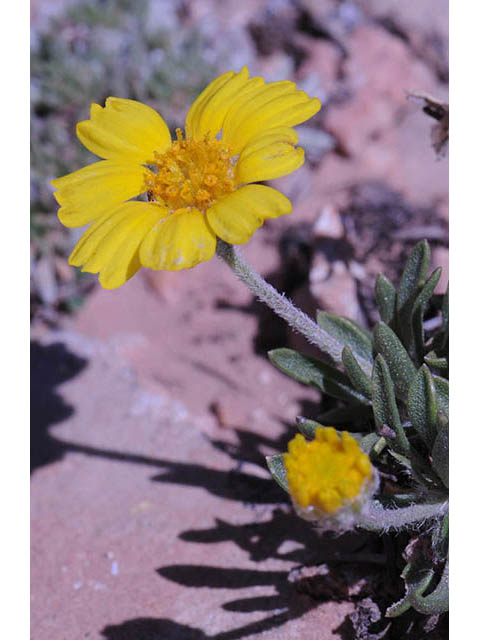 Tetraneuris acaulis var. arizonica (Arizona four-nerve daisy) #74724