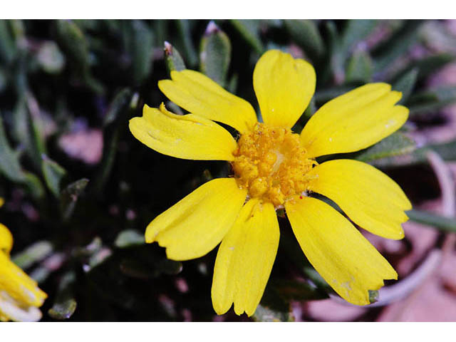 Tetraneuris acaulis var. arizonica (Arizona four-nerve daisy) #74727