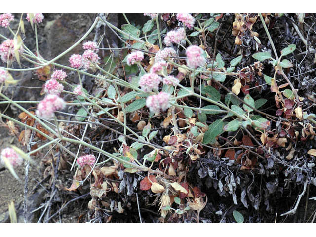 Eriogonum latifolium (Seaside buckwheat) #52726