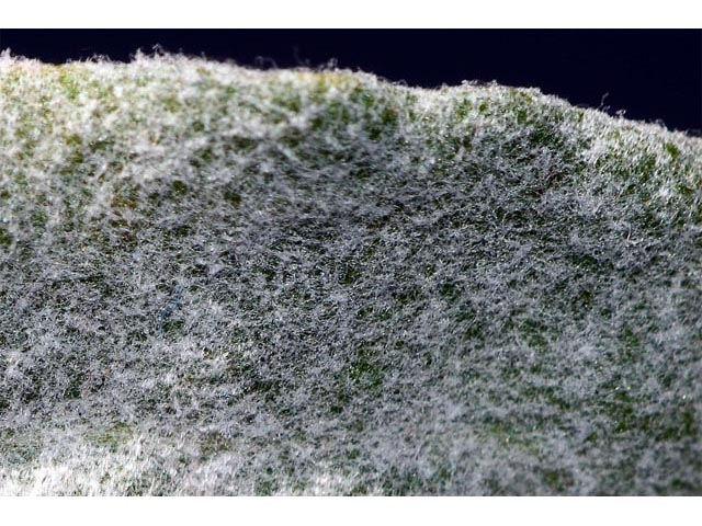 Eriogonum leptocladon var. ramosissimum (Sand buckwheat) #52897