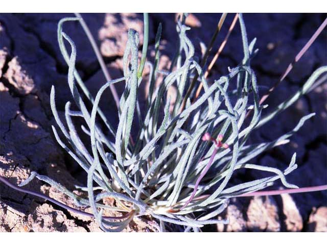 Eriogonum lonchophyllum (Spearleaf buckwheat) #52916
