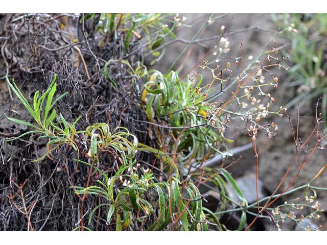Eriogonum lonchophyllum (Spearleaf buckwheat) #52921