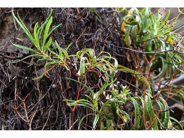 Eriogonum lonchophyllum (Spearleaf buckwheat) #52922