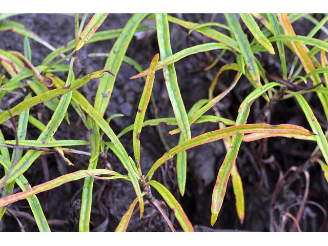 Eriogonum lonchophyllum (Spearleaf buckwheat) #52924
