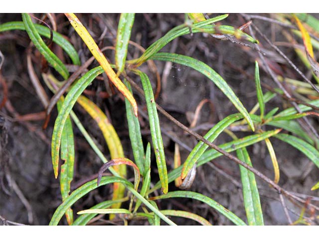 Eriogonum lonchophyllum (Spearleaf buckwheat) #52926