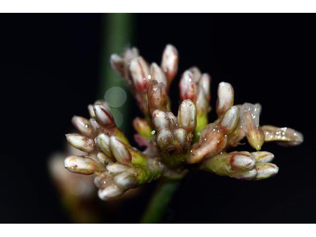 Eriogonum lonchophyllum (Spearleaf buckwheat) #52929