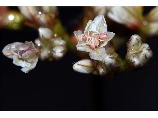 Eriogonum lonchophyllum (Spearleaf buckwheat) #52931