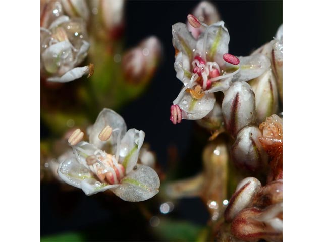 Eriogonum lonchophyllum (Spearleaf buckwheat) #52933