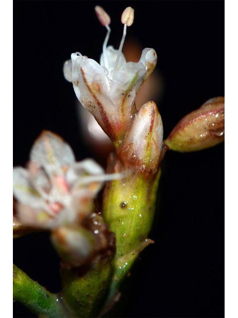 Eriogonum lonchophyllum (Spearleaf buckwheat) #52934