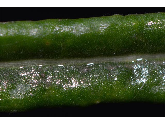 Eriogonum lonchophyllum (Spearleaf buckwheat) #52938