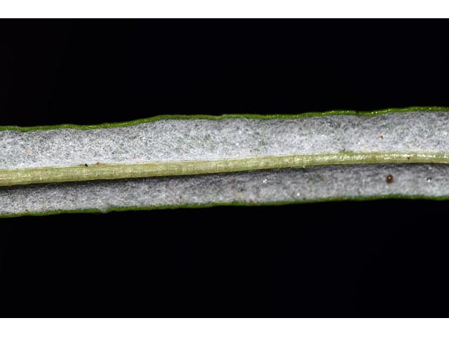Eriogonum lonchophyllum (Spearleaf buckwheat) #52939
