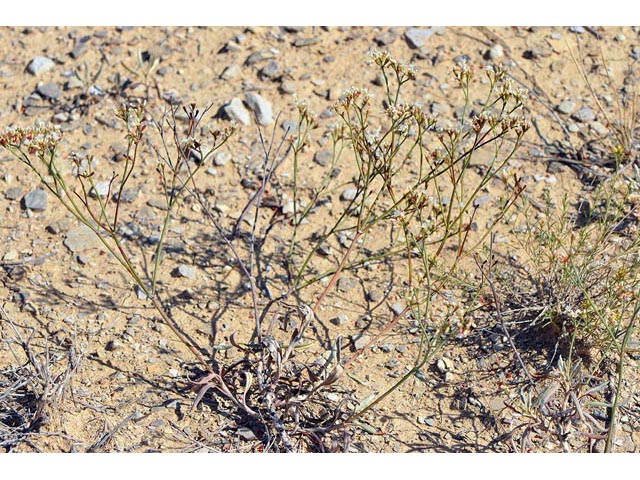 Eriogonum lonchophyllum (Spearleaf buckwheat) #54217