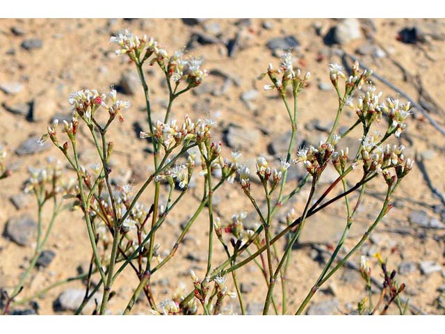 Eriogonum lonchophyllum (Spearleaf buckwheat) #54218