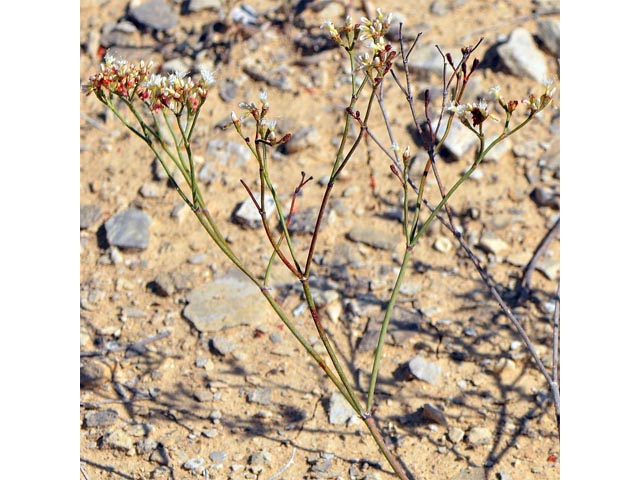 Eriogonum lonchophyllum (Spearleaf buckwheat) #54219
