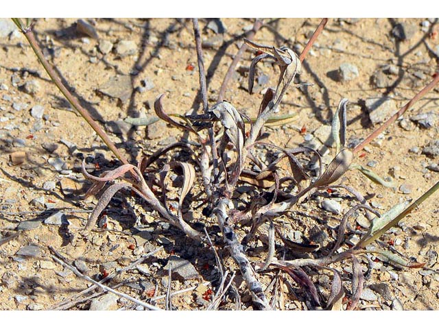 Eriogonum lonchophyllum (Spearleaf buckwheat) #54220