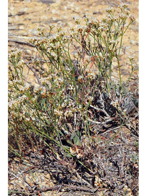 Eriogonum lonchophyllum (Spearleaf buckwheat) #54221