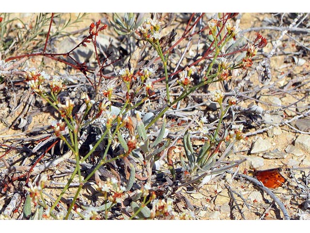 Eriogonum lonchophyllum (Spearleaf buckwheat) #54225