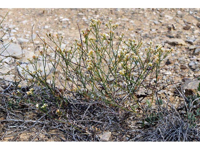 Eriogonum lonchophyllum (Spearleaf buckwheat) #54226