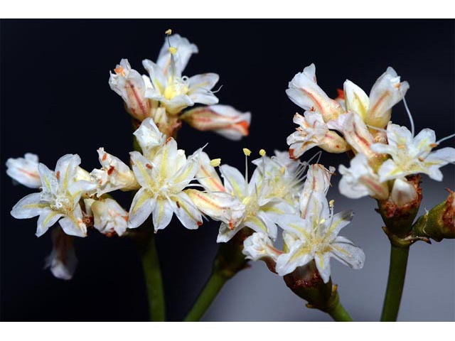 Eriogonum lonchophyllum (Spearleaf buckwheat) #54237