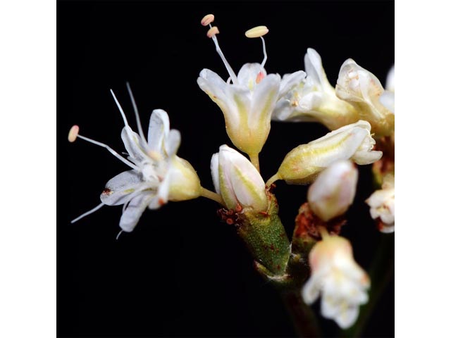 Eriogonum lonchophyllum (Spearleaf buckwheat) #54242