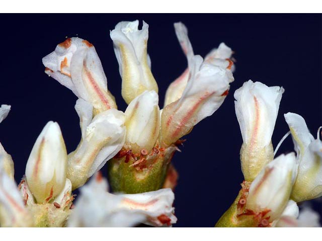Eriogonum lonchophyllum (Spearleaf buckwheat) #54247