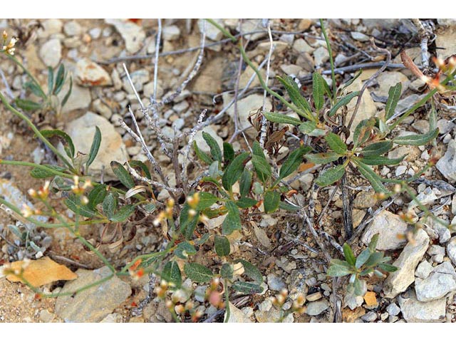 Eriogonum lonchophyllum (Spearleaf buckwheat) #54251