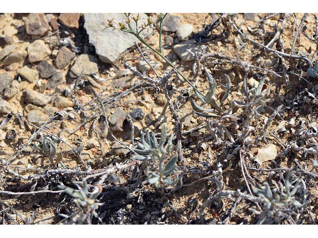 Eriogonum lonchophyllum (Spearleaf buckwheat) #54252