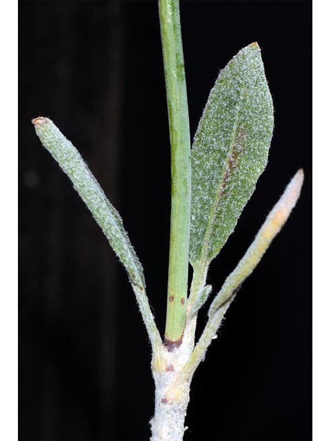 Eriogonum lonchophyllum (Spearleaf buckwheat) #54258