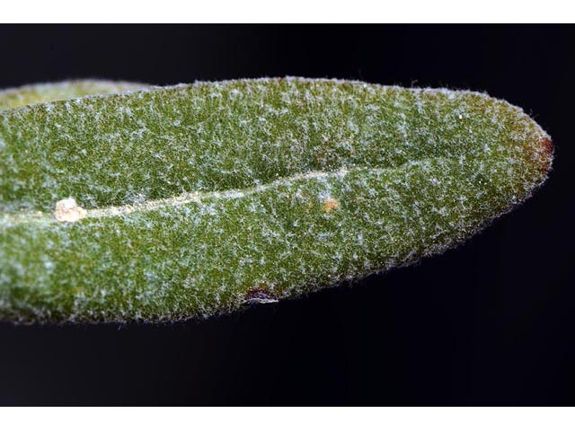 Eriogonum lonchophyllum (Spearleaf buckwheat) #54260