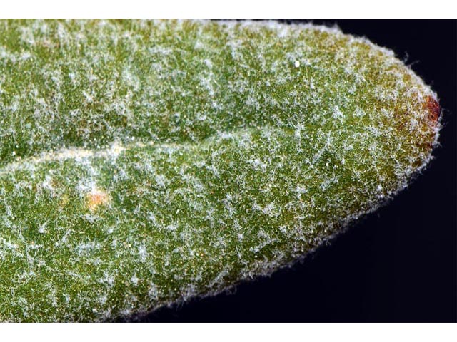 Eriogonum lonchophyllum (Spearleaf buckwheat) #54261