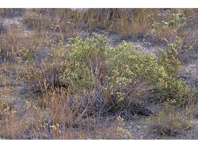 Eriogonum lonchophyllum (Spearleaf buckwheat) #54264
