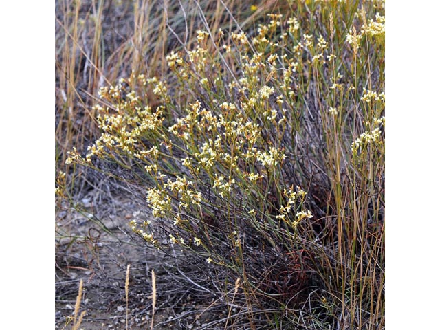 Eriogonum lonchophyllum (Spearleaf buckwheat) #54267
