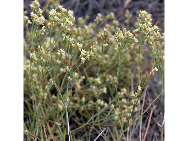 Eriogonum lonchophyllum (Spearleaf buckwheat) #54269