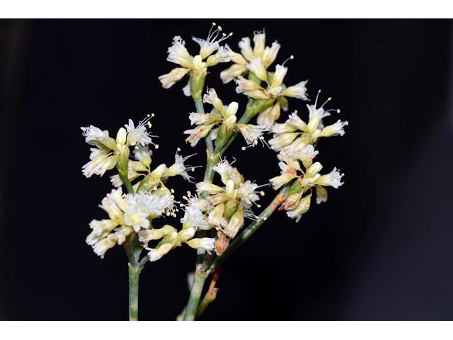 Eriogonum lonchophyllum (Spearleaf buckwheat) #54270
