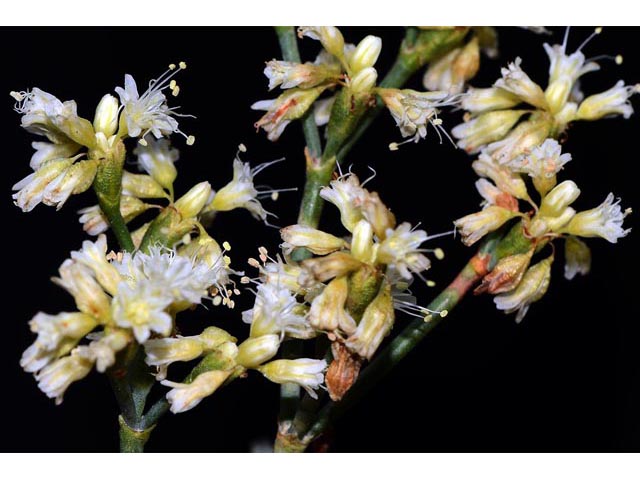 Eriogonum lonchophyllum (Spearleaf buckwheat) #54271
