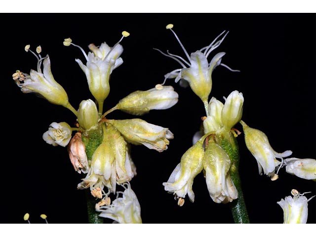 Eriogonum lonchophyllum (Spearleaf buckwheat) #54273
