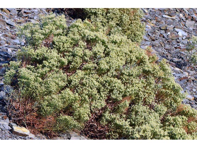 Eriogonum lonchophyllum (Spearleaf buckwheat) #54291