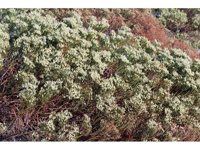Eriogonum lonchophyllum (Spearleaf buckwheat) #54293