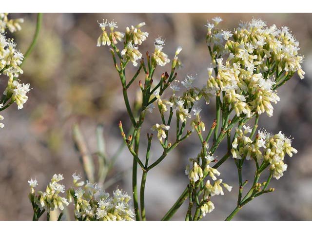 Eriogonum lonchophyllum (Spearleaf buckwheat) #54294