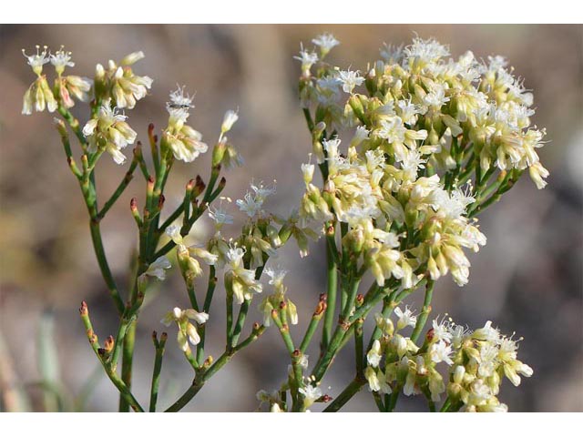 Eriogonum lonchophyllum (Spearleaf buckwheat) #54295