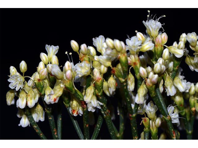 Eriogonum lonchophyllum (Spearleaf buckwheat) #54297